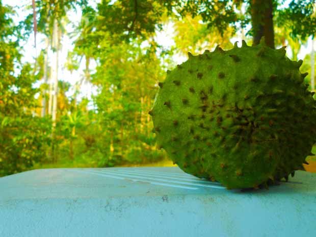 Soursop is alkaline